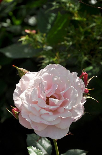 2013_Gate_and_Garden_Tour_06