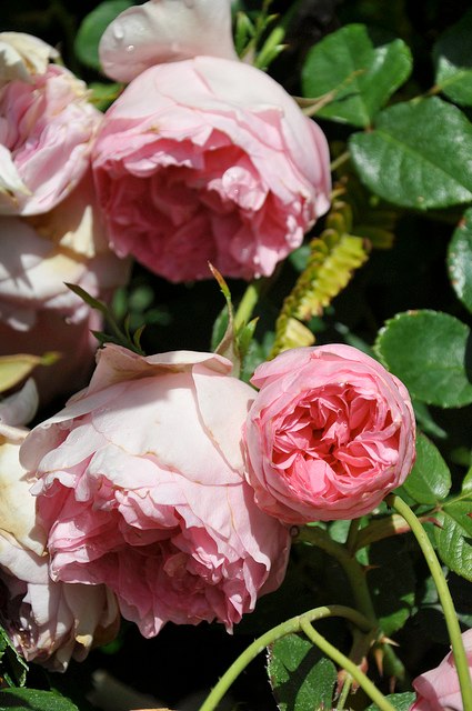2013_Gate_and_Garden_Tour_08