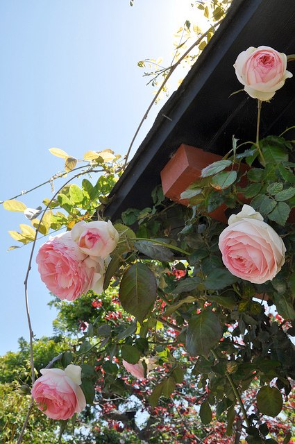 2013_Gate_and_Garden_Tour_11