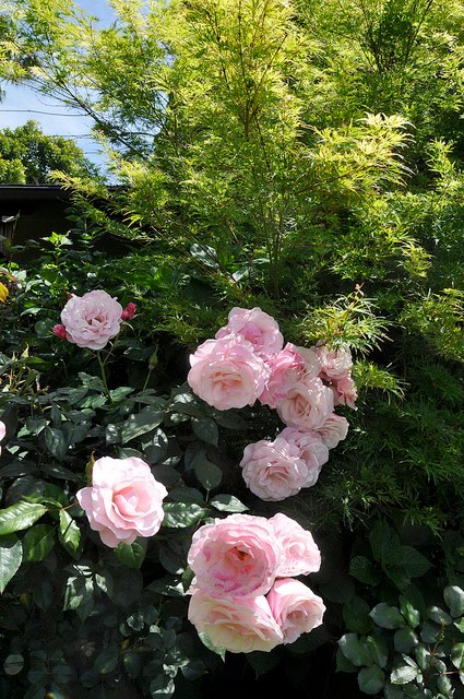 2013_Gate_and_Garden_Tour_12