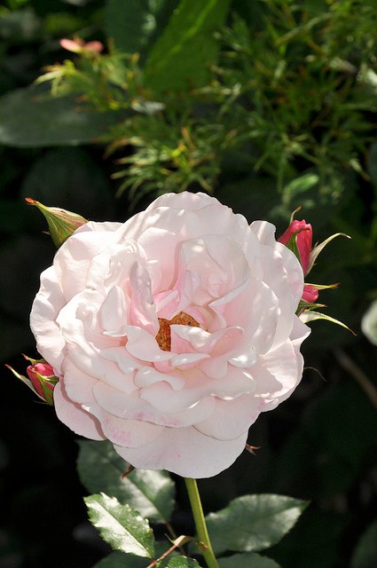2013_Gate_and_Garden_Tour_16