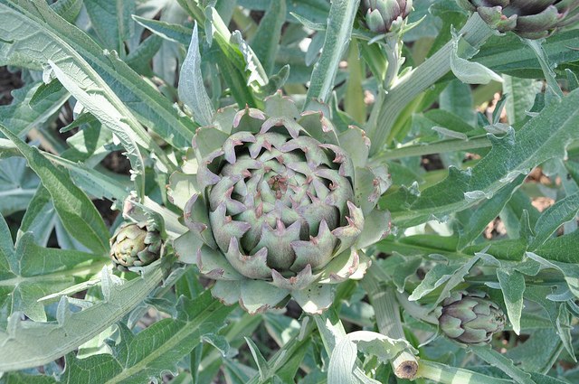 2013_Gate_and_Garden_Tour_21