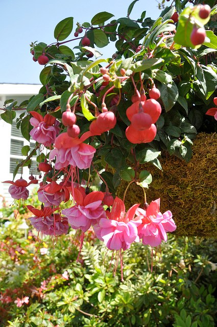 2013_Gate_and_Garden_Tour_24