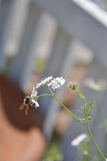 2013_Gate_and_Garden_Tour_27