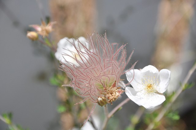 2013_Gate_and_Garden_Tour_28