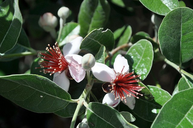 2013_Gate_and_Garden_Tour_29