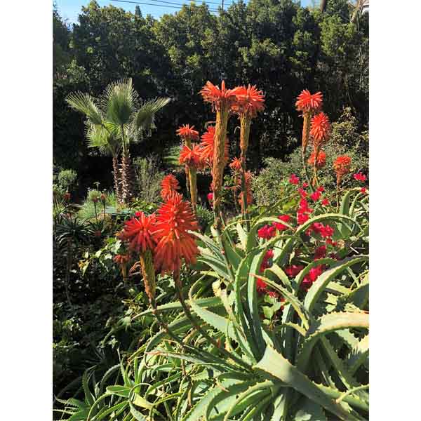 2018-tour-south-laguna-10