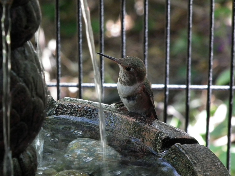 LBGC-Hummingbird-Aviary_15