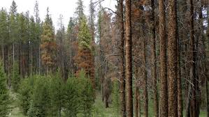 LBGC-Penny-Pines_06