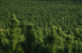 LBGC-Penny-Pines_09