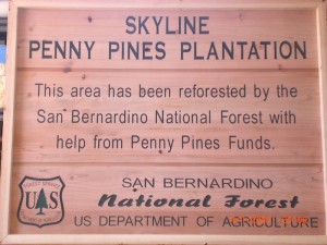 LBGC-Penny-Pines_10