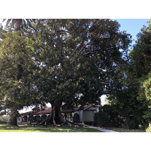 rancho-los-alamitos-10
