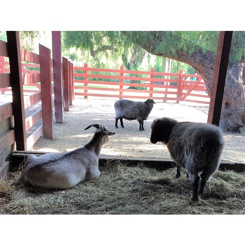 rancho-los-alamitos-19