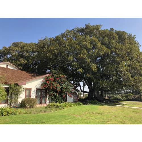 rancho-los-alamitos-3