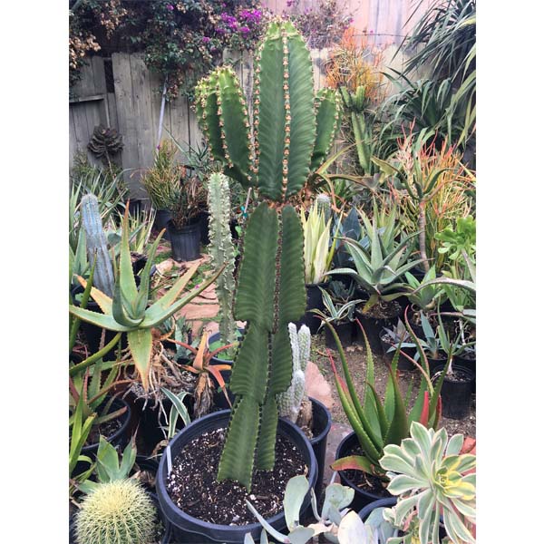 solana-succulents-10
