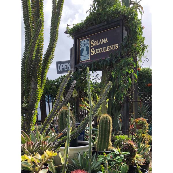 solana-succulents-2