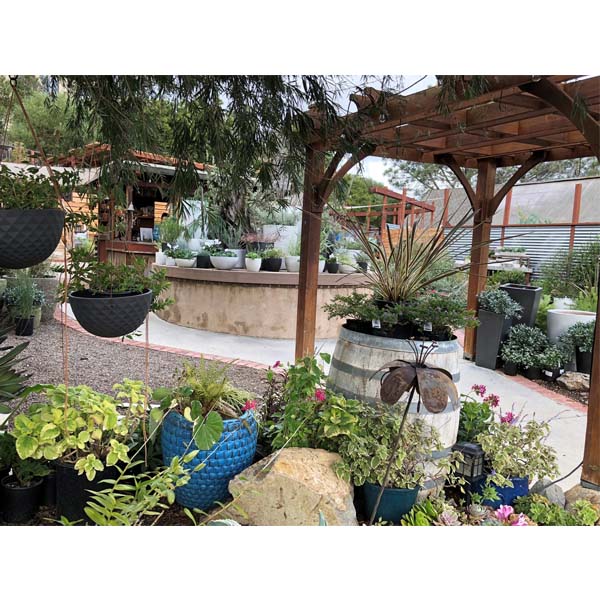 solana-succulents-20