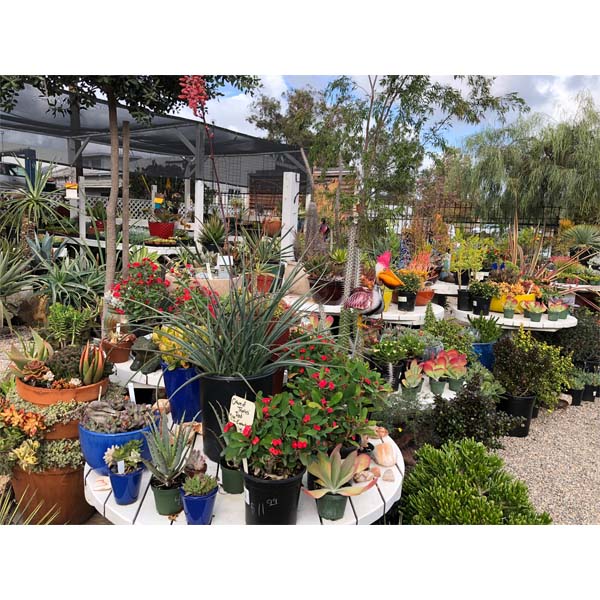 solana-succulents-26
