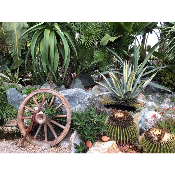 solana-succulents-28
