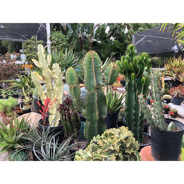 solana-succulents-29