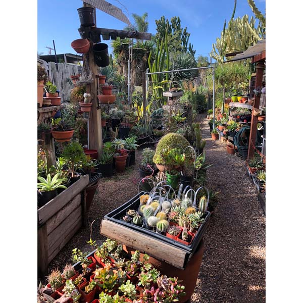 solana-succulents-3