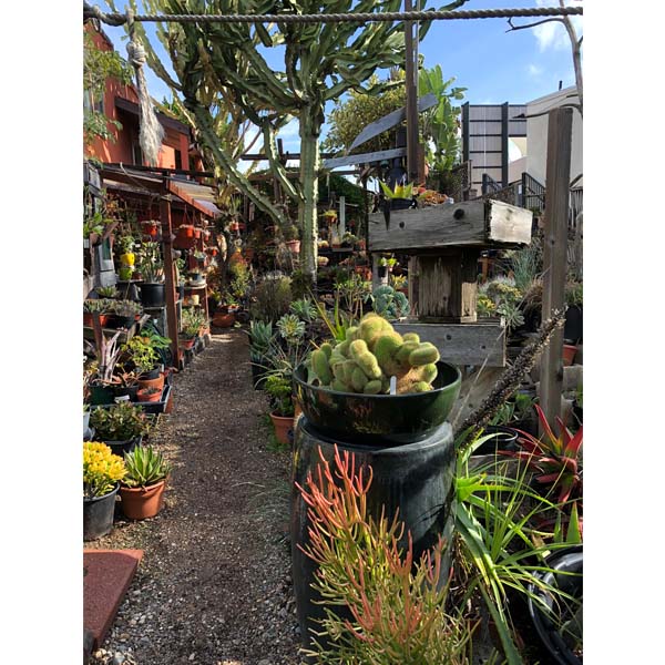 solana-succulents-4