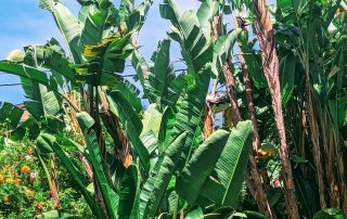 Lush tropical border at the 2022 Gate and Garden Tour