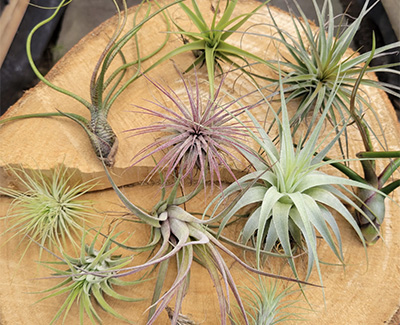 Assorted bromeliads on a wood slab