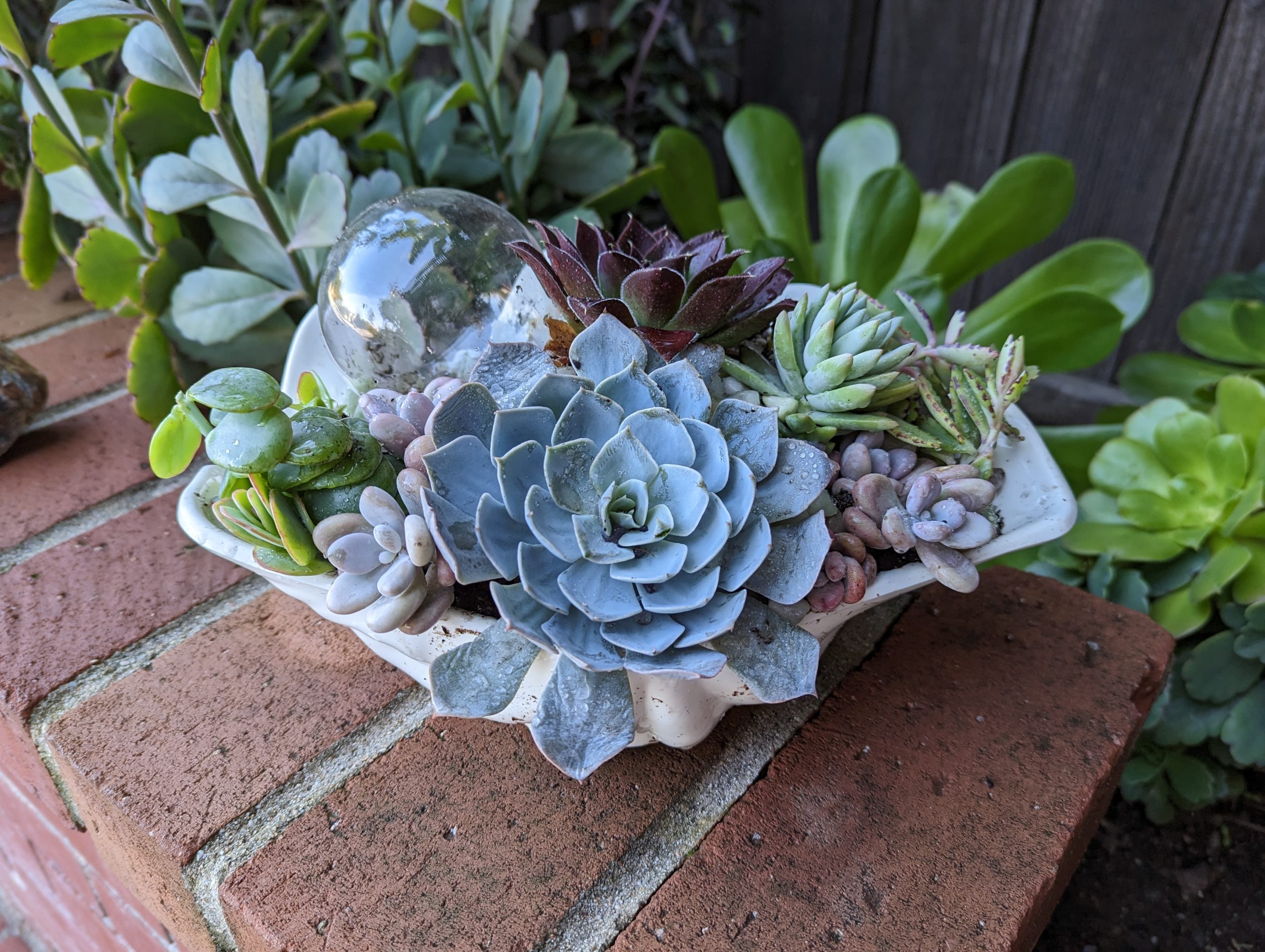 PXL_20230120_190354059.MP Shell planter with succulents.