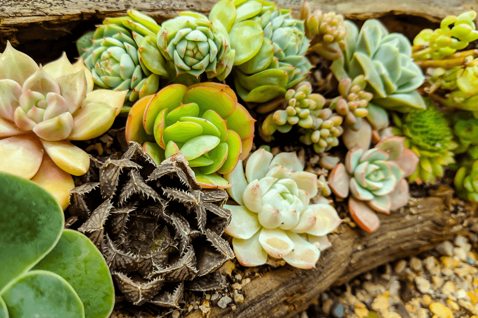 A variety of succulents planted in a rustic log.