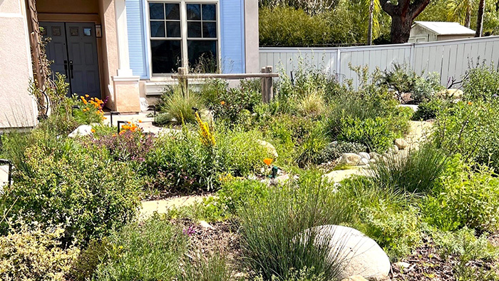 Border of California native plants