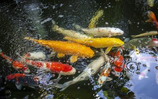 Koi, Garden #1 2023 G&GT