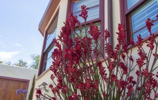 Kangaroo paw, Garden #6 2023 G&GT