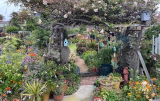 rose arbor in our garden of the year