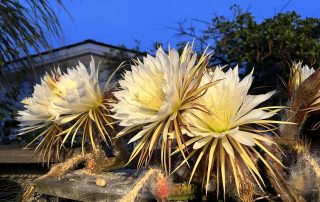 Night Blooming Cereus Cactus