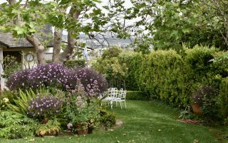 back yard with purple flowers
