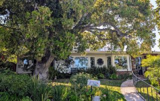 large tree in garden 1 front