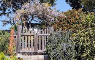 gate with wisteria