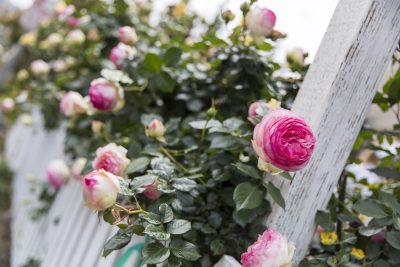 510A9309garden-400×267
