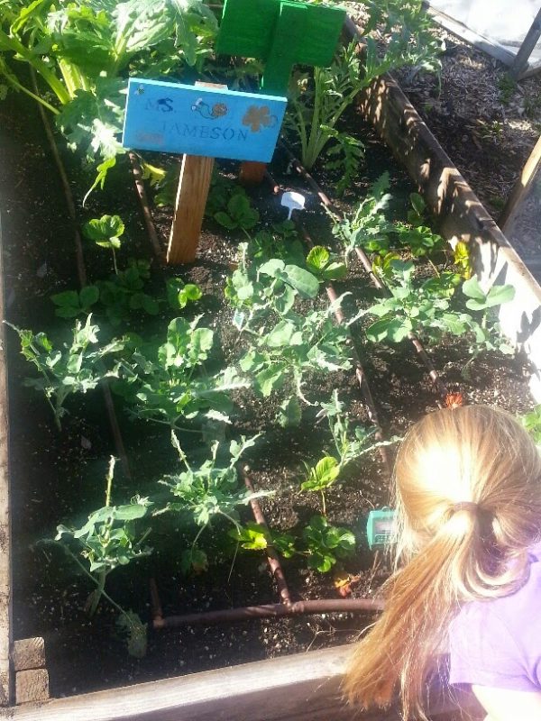 school-gardens_08-600×800