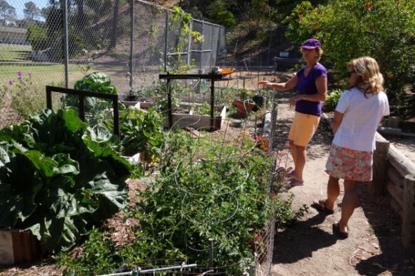 school-gardens_09-600×400