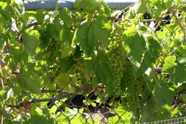school-gardens_10-600×400