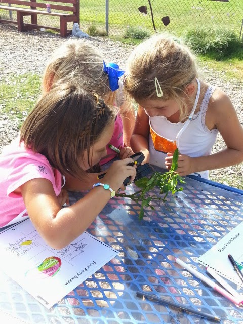 school-gardens_16